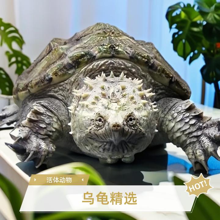 （直播精选）观赏小乌龟互动深水龟人工养殖直播专用链接乱拍发龟粮