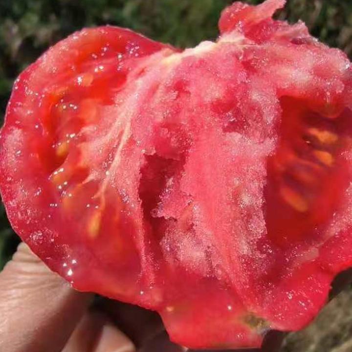 （顺丰老品种沙瓤）攀枝花露天自然熟[果蒂会焉]5斤（生吃炒菜皆可）