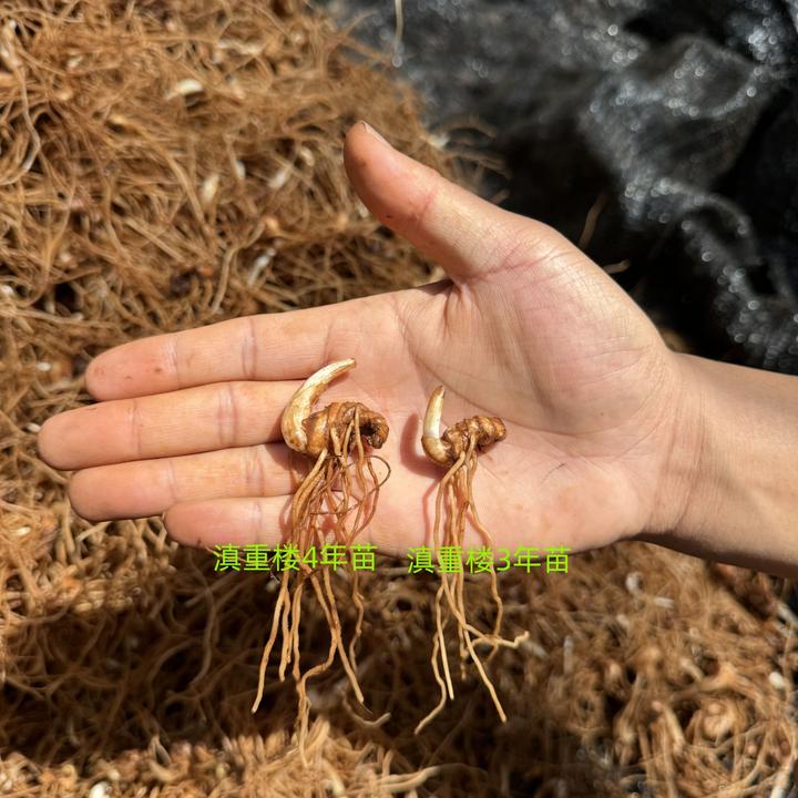 【云南滇重楼苗】矮杆高杆高产种植大叶滇重楼七叶一支花三年四年苗