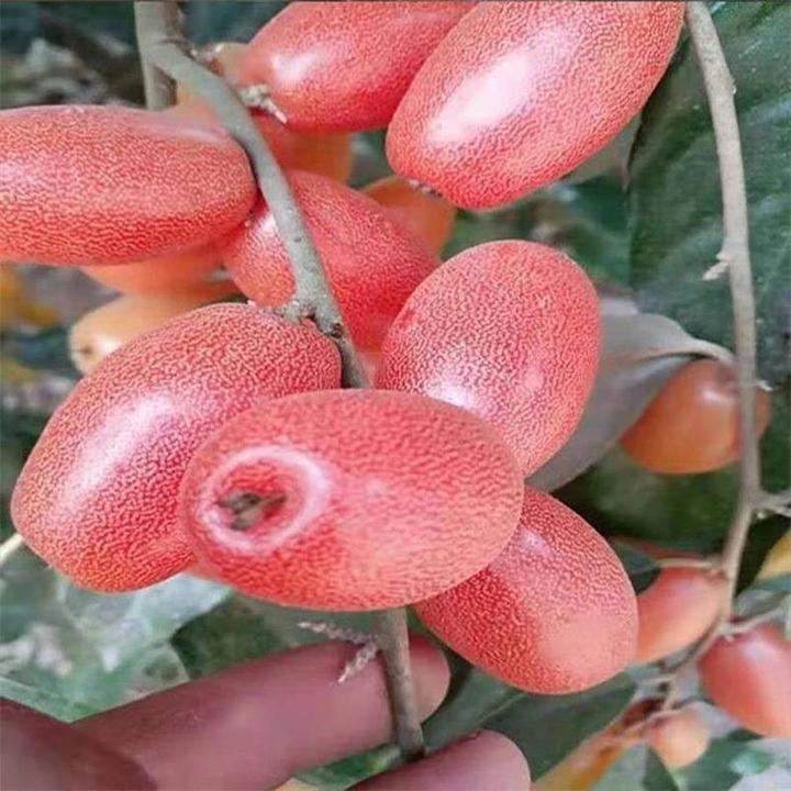 【羊奶果种子】四季播种阳台盆栽小院种植简单夏季开花高产水果蔬菜