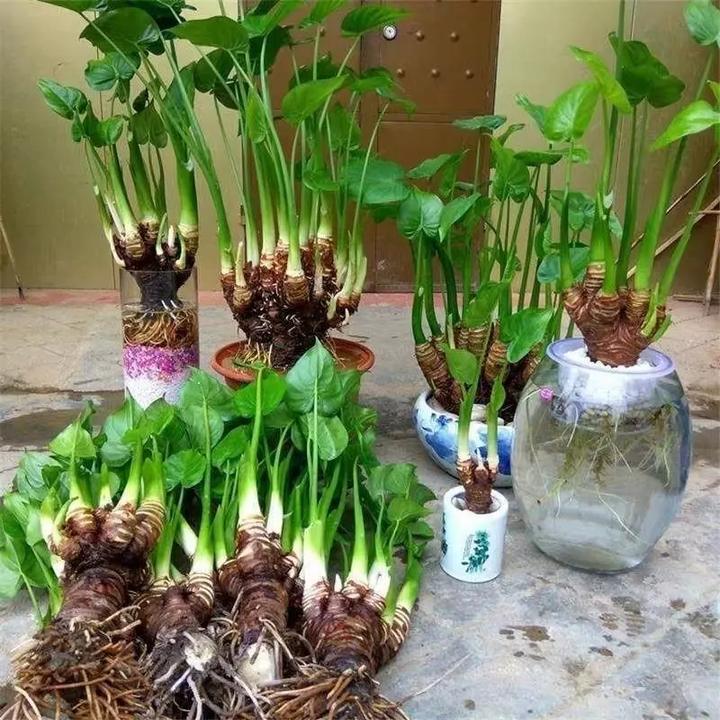 绿植图片大叶滴水观音观赏净化空气水培绿植