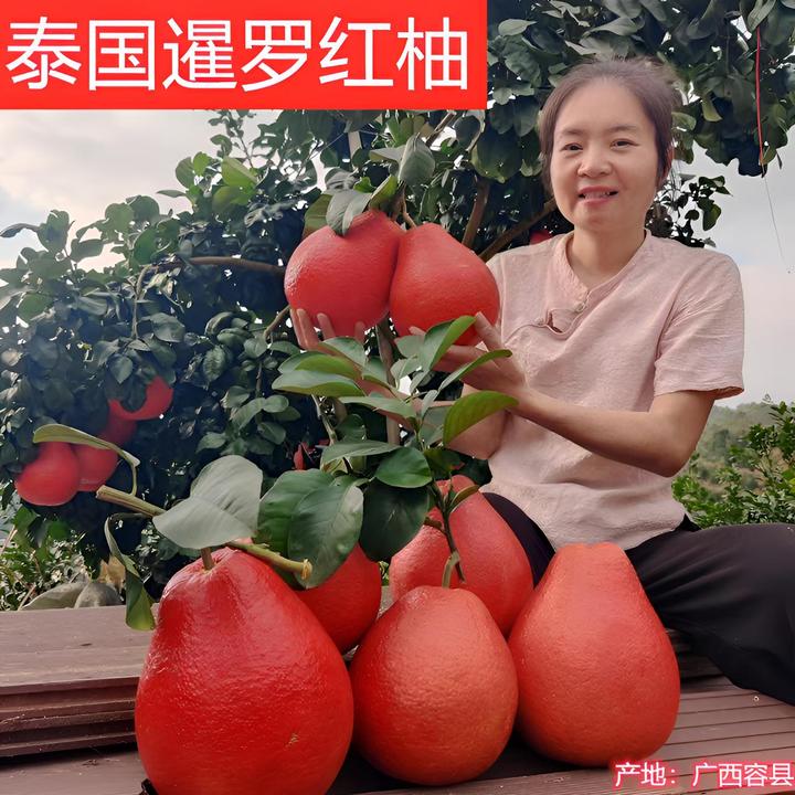 树苗果树苗正宗发货暹罗红柚香水柚香妃柚新品种嫁接苗柚子树