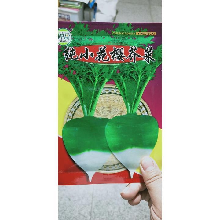 种盈纯小花樱芥菜种子