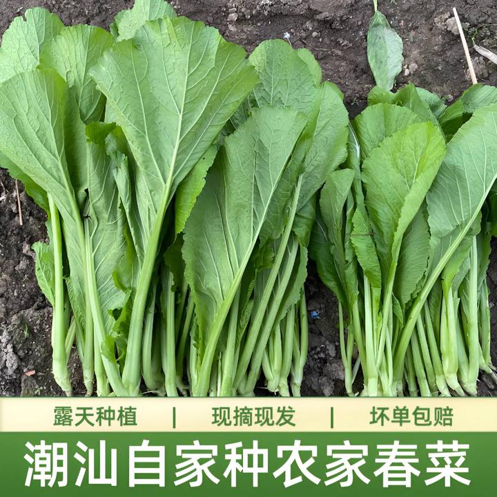 潮汕露天农场发货好吃春菜新鲜蔬菜农产品生长蔬菜种植配送包赔