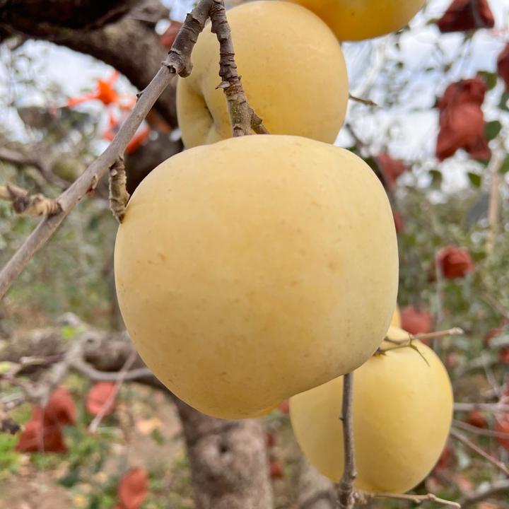 【脆甜】2025年黄金奶油苹果脆甜新鲜水果5斤烟台苹果