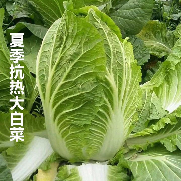 夏阳大白菜种子 夏季越夏抗热50天 早熟蔬菜 阳台种菜四季播孑