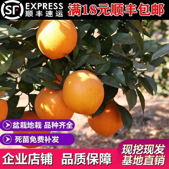 裸根赣南脐橙苗嫁接纽荷尔橙子苗卡拉红肉血橙脐橙树苗果树苗裸根