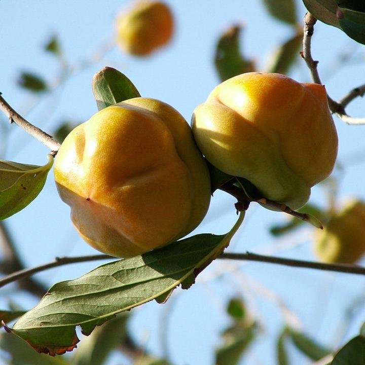 果树苗 磨盘柿子树苗 嫁接磨盘柿苗 南北方种植 盆栽地栽当年结