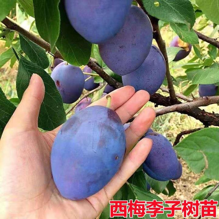 西梅树树苗特大盆栽地栽当年结果南方北方种植西梅李子果树苗