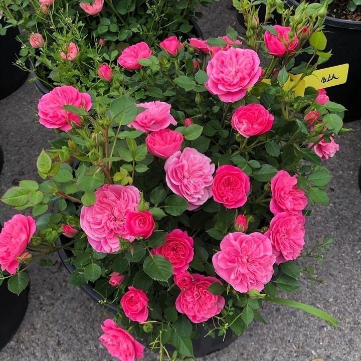 【买3棵包邮】月季小苗阳台多季迷你多头勤花庭院耐寒玫瑰【微型灌木