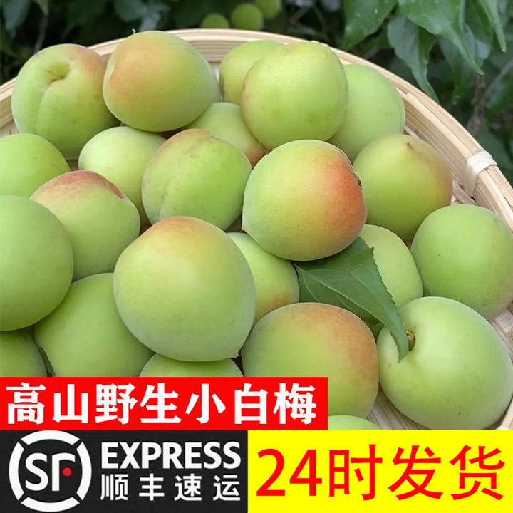 【顺丰+包邮】小白梅青梅鲜果诏安高山野生酸梅泡酒专用梅子1/5斤