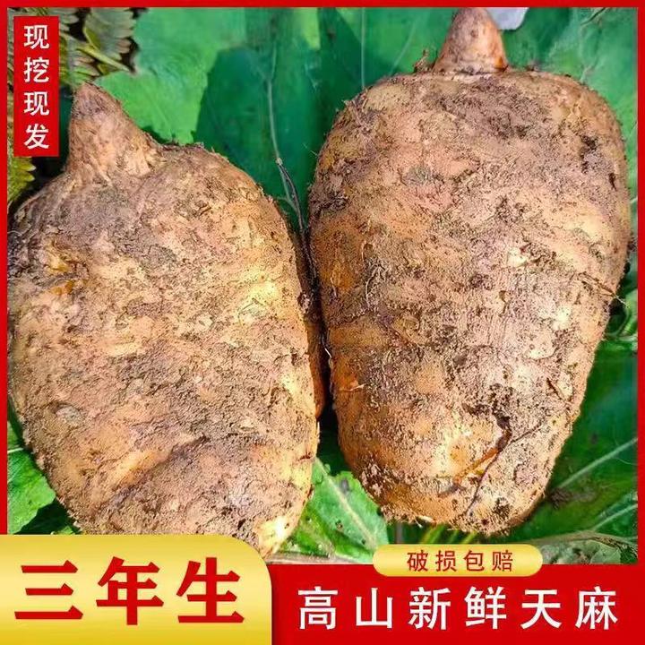 云南昭通小草坝高山种植新鲜乌天麻现挖现发带泥发货煲汤泡酒精选