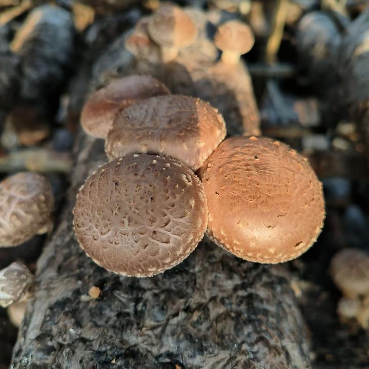 【随州鲜香菇】2025新菇非干货现采现发肉厚味美净重3斤顺丰包邮