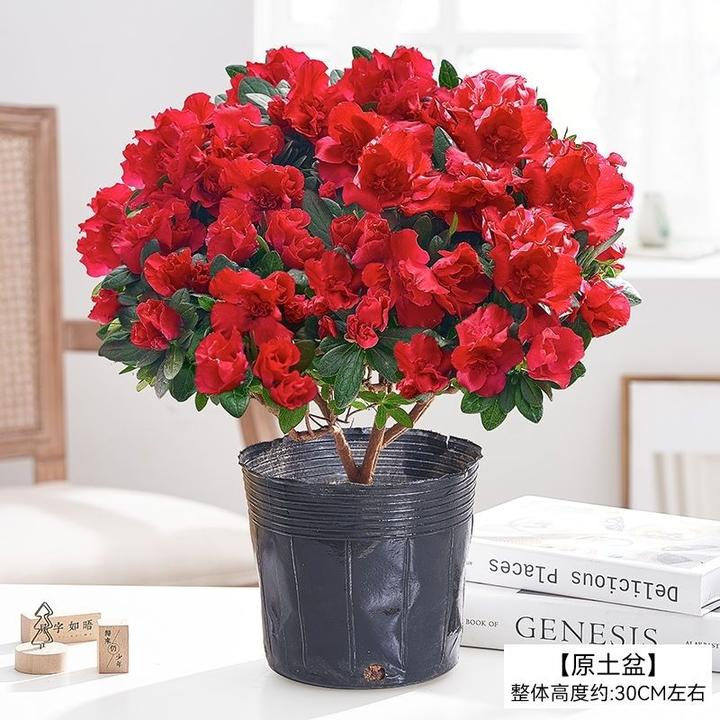 杨梅红杜鹃花四季开花盆栽室内外阳台好养花卉绿植户外花苞老桩