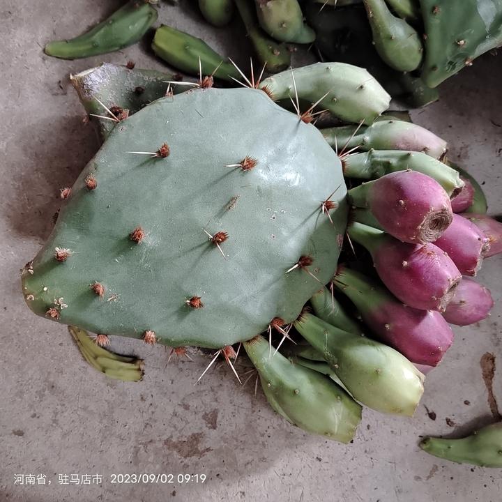 虎头团扇仙人掌，繁殖快。叶片果子均可食用