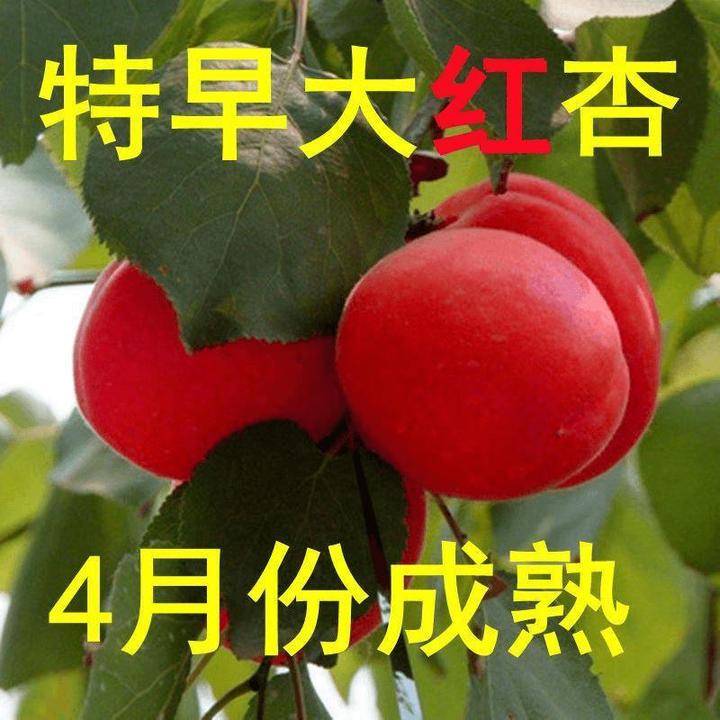嫁接特早大红杏树苗早熟红杏子杏树苗新品种南北方种植当年结果