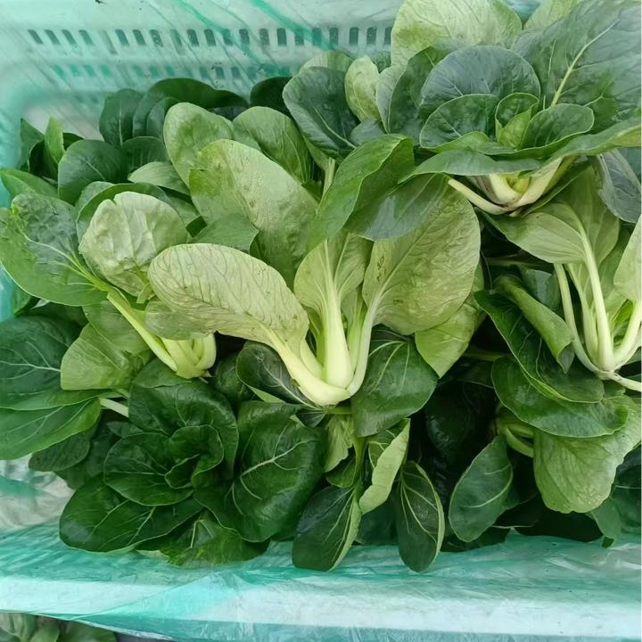 【小田儿农家霜冻小青菜】顺丰包邮农家小青菜苏州青香菇青菜油菜