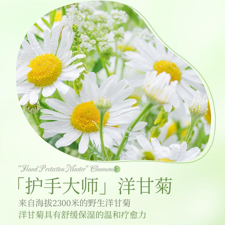 BISUTANG/碧素堂凡士林洋甘菊护手霜520ml冬季保湿补水防放裂正品