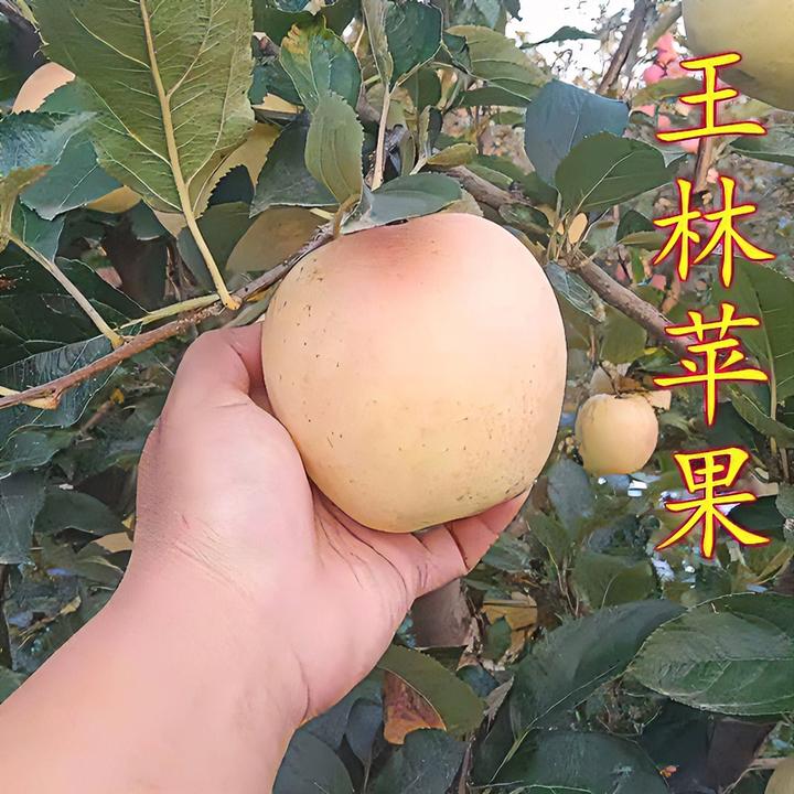 嫁接苹果苗日本新品种王林苹果树苗红富士早中晚熟南北方种植地栽