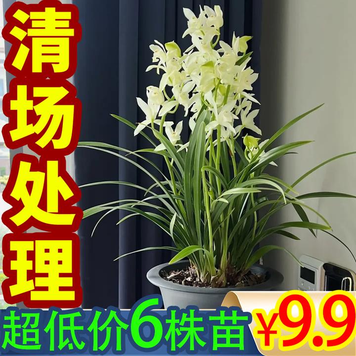 【超低价】四季常青兰花室内外办公室阳台养不死的花四季懒人花