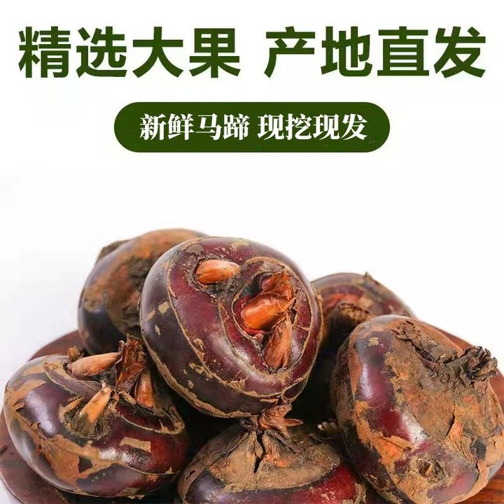 新鲜马蹄荸荠地栗现挖现发3/5斤脆甜多汁优质大果【顺丰京东包邮】