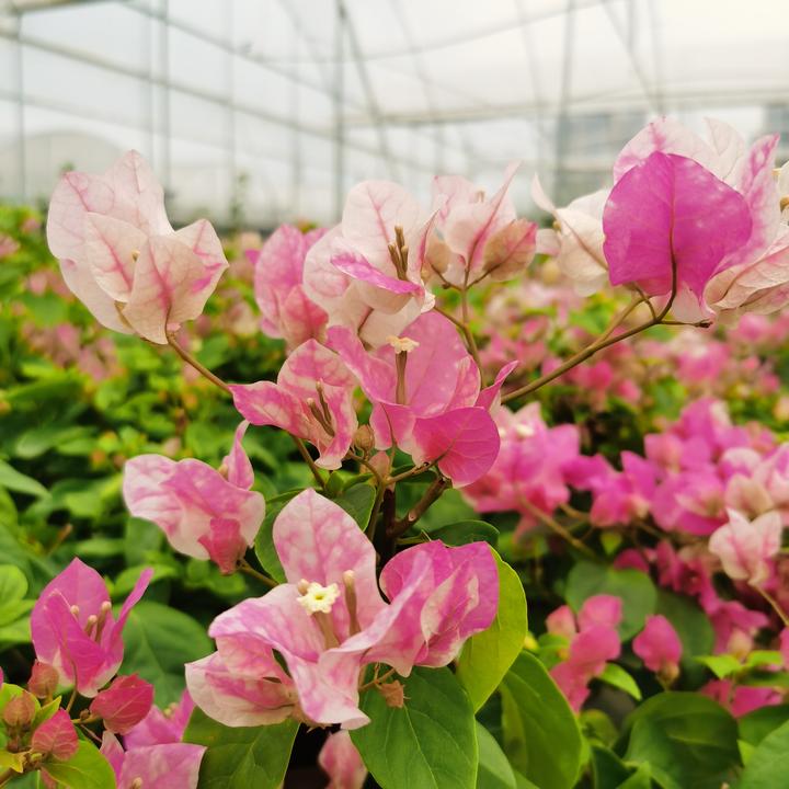 三角梅   漳红樱（ 花蝴蝶  百变红樱 ） 扦插带盆 喜阳 05加仑盆