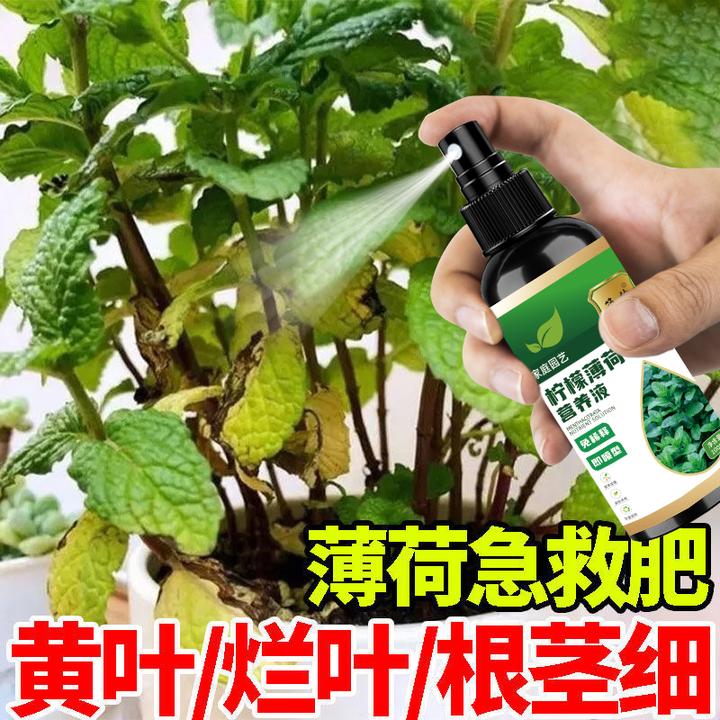 薄荷专用营养液柠檬薄荷肥水培薄荷营养液小叶薄荷一喷绿免稀释
