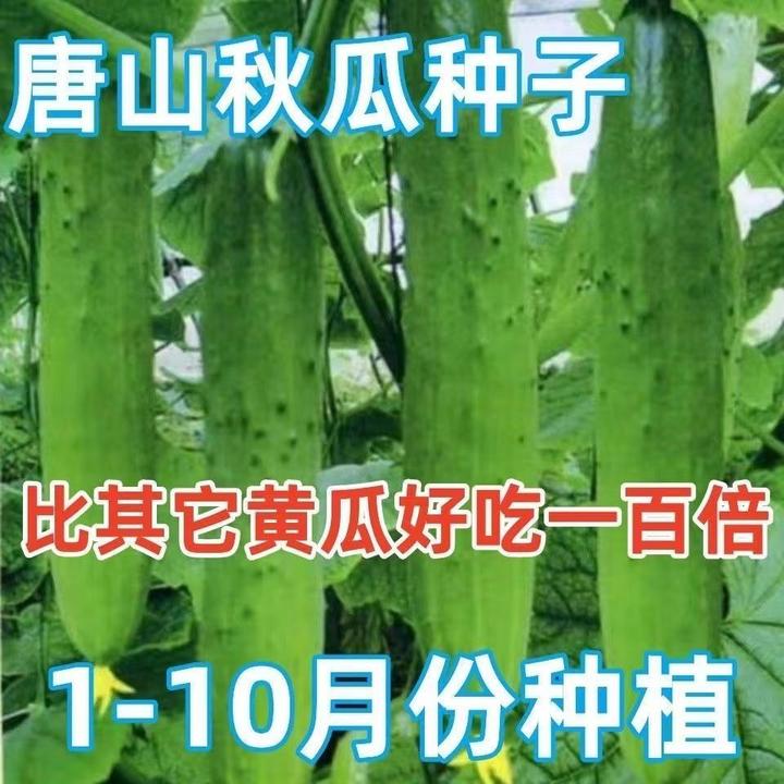 唐山秋瓜种子秋黄瓜水果黄瓜阳台盆栽春季秋季易播种蔬菜阳台