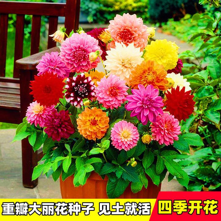 【苞出芽】多年生重瓣大丽花种子四季开花小丽花种子庭新手简单