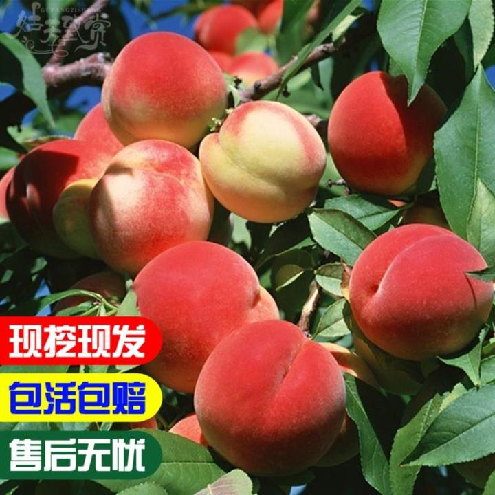 嫁接桃树苗红甘露桃树苗盆栽地栽桃树苗南北方种植水蜜桃果树苗