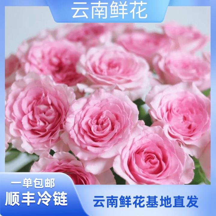 花花【洛神单头玫瑰】云南基地直发 顺丰包邮