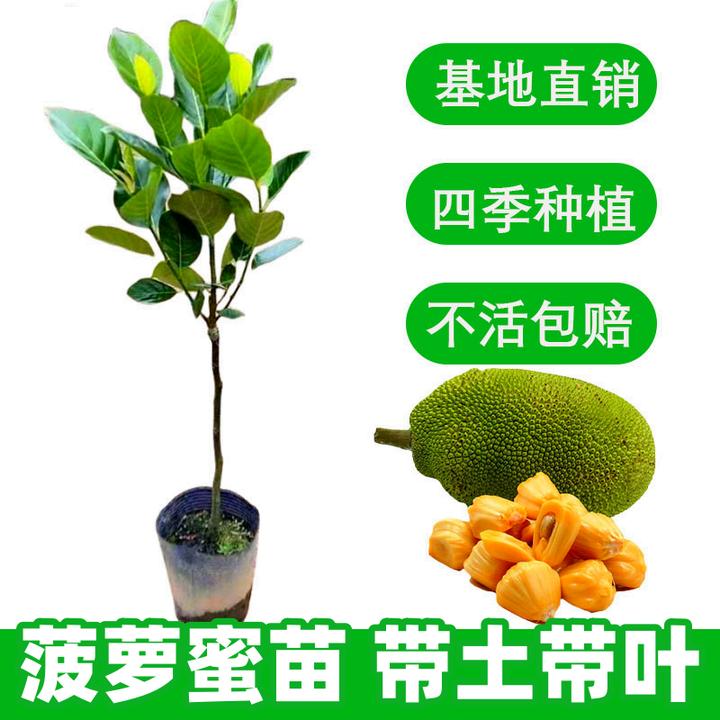 菠萝蜜苗马来西亚菠萝蜜苗泰国12号菠萝蜜苗8号菠萝树苗带土带叶