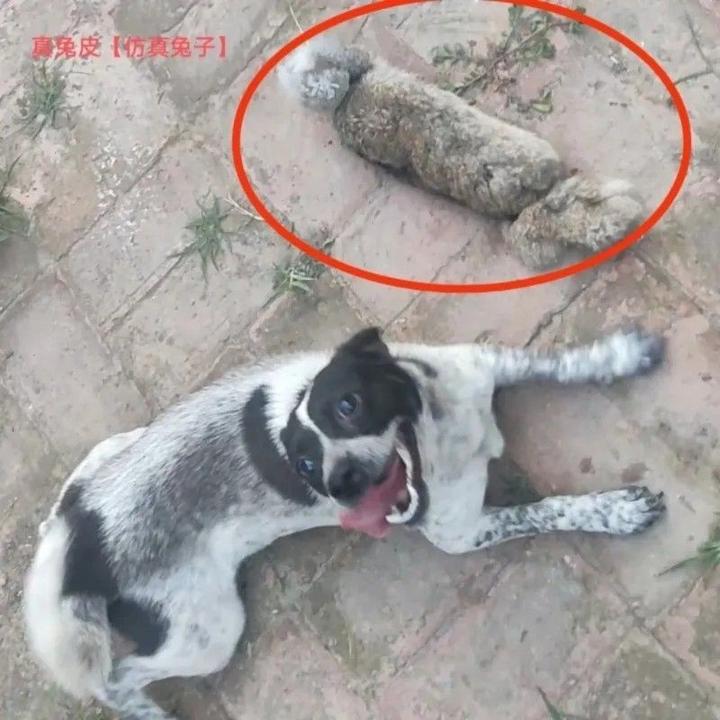 猎兔犬开口小幼犬细狗灵缇遛狗专用猛犬咬布猎鸡狗训狗灵缇犬练狗