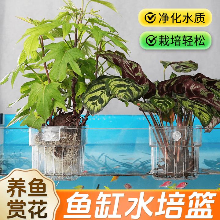 【装在鱼缸里的大自然】水培植物篮水草种植鱼缸造景装饰旋钮壁挂篮