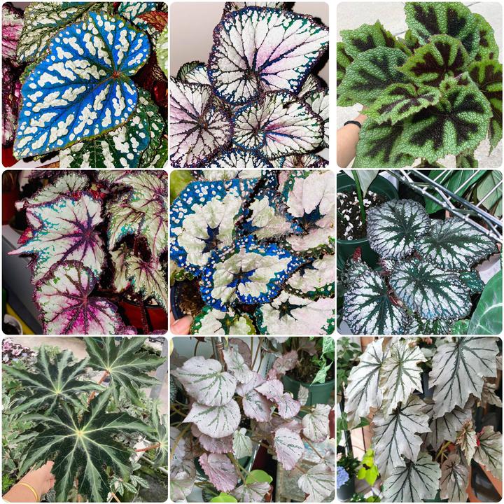 【惠林春】蟆叶秋海棠合集