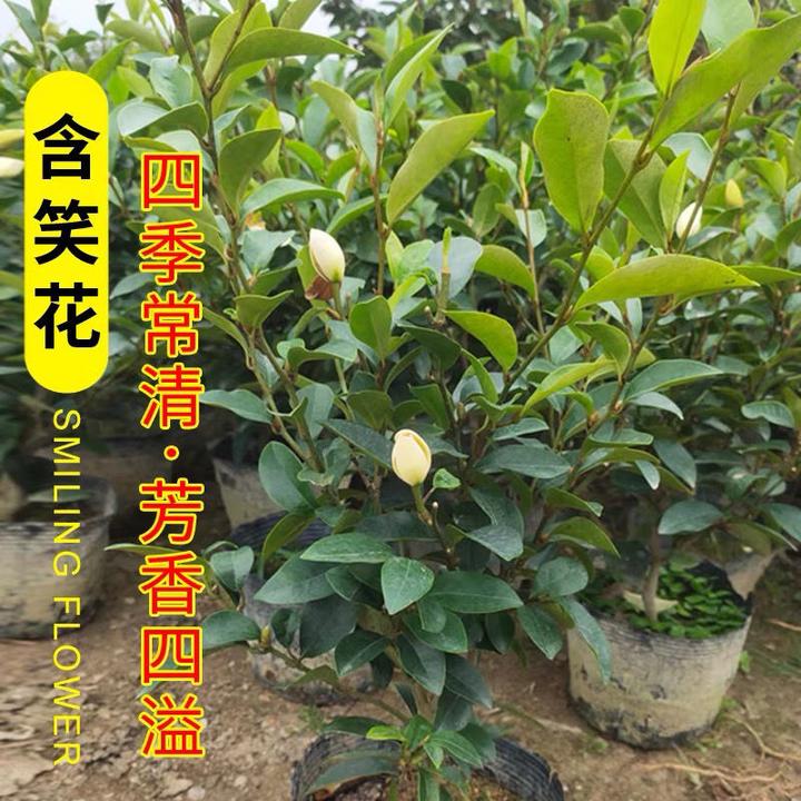 含笑花苗香妃花树浓香型四季花卉植物庭院阳台当年开花四季青耐寒