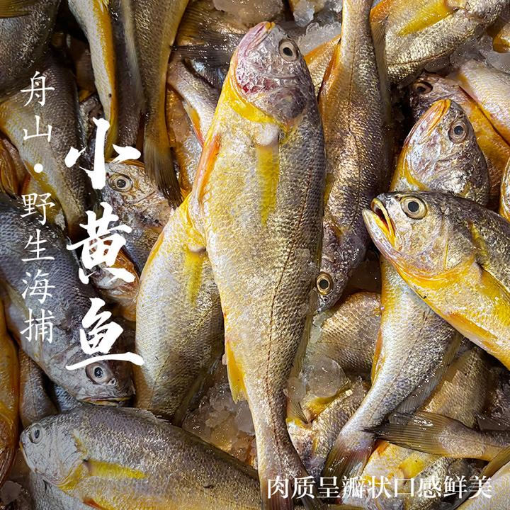 【热气货】舟山野生小黄鱼非养殖海捕新鲜海鲜水产深海