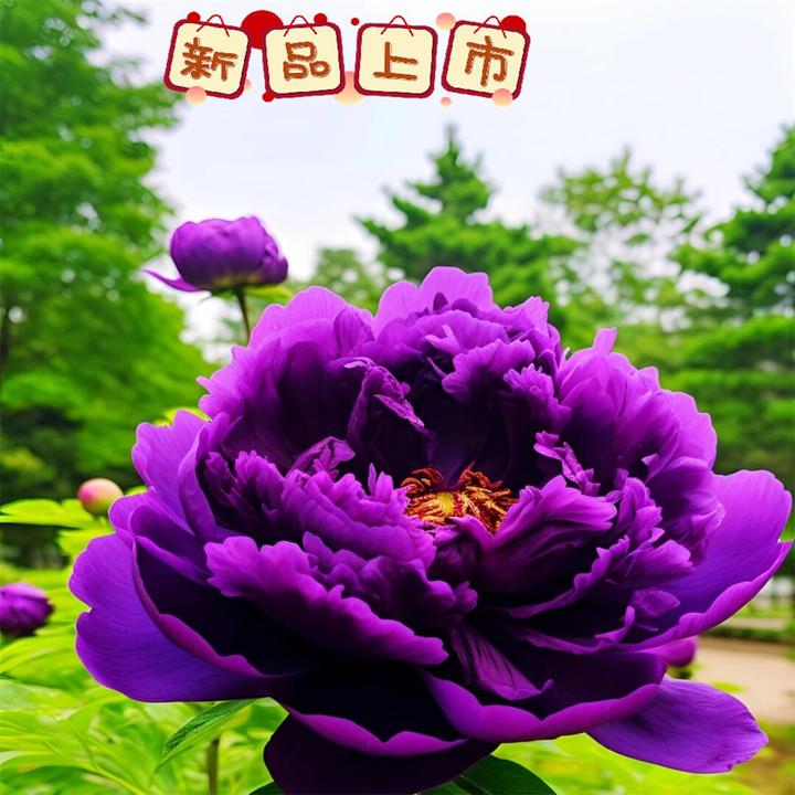 芍药根块四季开花盆栽观花植物室内外庭院花卉牡丹花苗芍药花根块