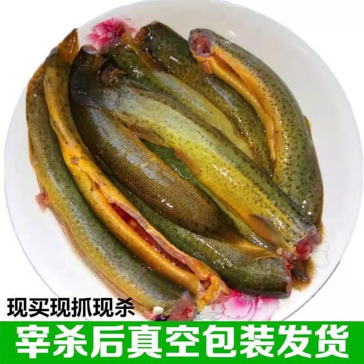 微山湖泥鳅淡水活鱼大板鳅青鳅黄鳅鱼现杀滋补炖汤老人鲜活泥鳅肉