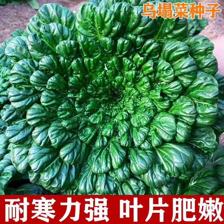 乌塌菜种子 菜地乌塌易栽培耐寒叶大肥厚纤维少乌塌菜子