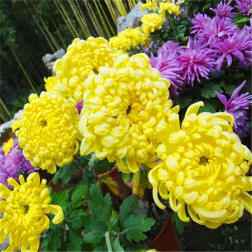 菊花种子四季可播种户外高产花卉花籽种籽庭院阳台园林造景花种子