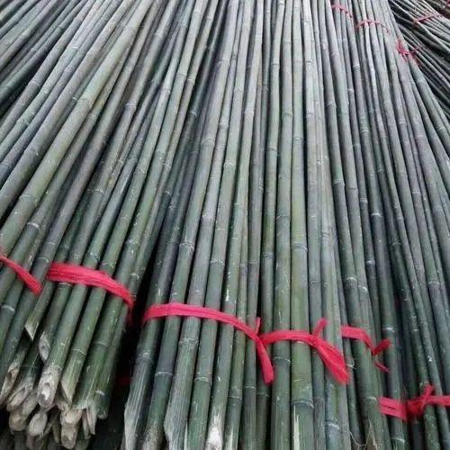 专用竹竿菜园搭架豆角爬藤架篱笆围栏旗杆竹竿竹子爬藤支架小竹竿