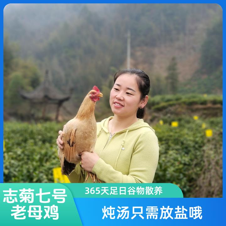 山林散养一只炖汤只需放盐的老母鸡