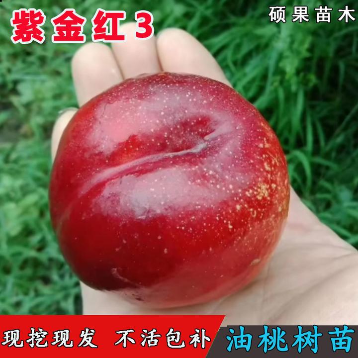 嫁接紫金红3号桃树苗6月中旬成熟早熟离核桃苗南北方种植当年结果