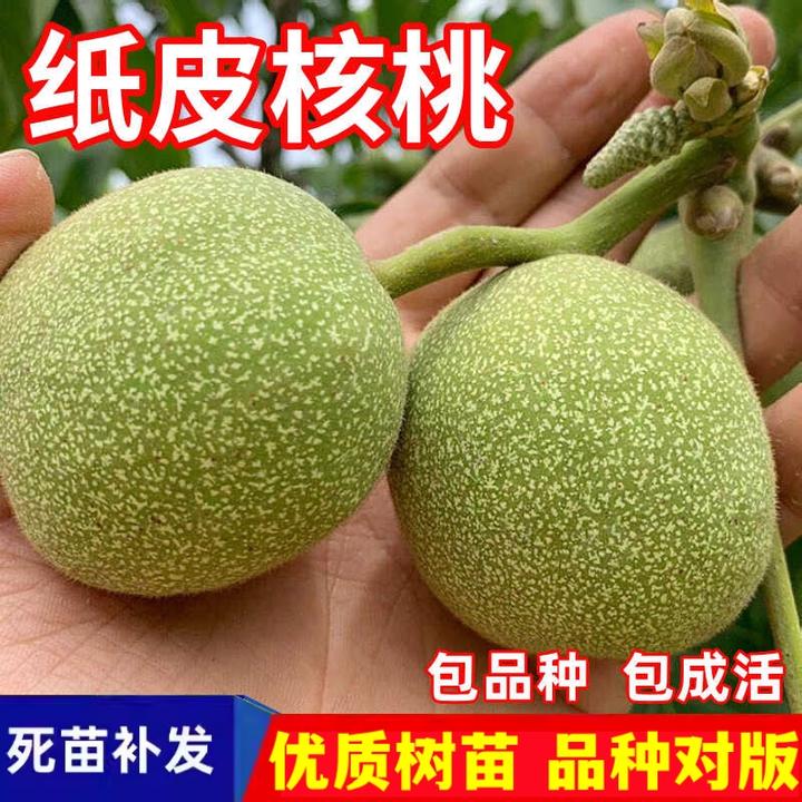 纸皮核桃树苗南北方地栽庭院阳台盆栽种植嫁接苗核桃树苗当年结果