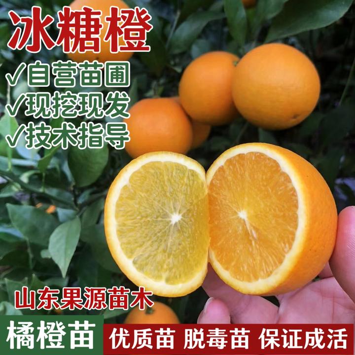 冰糖橙果树苗黄肉嫁接橙子树苗黄心甜橙树苗南方北方种植当年结果