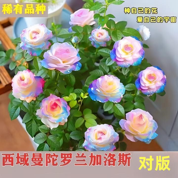 【稀有品种】西域曼陀罗加洛斯玫瑰老桩花苗盆栽花卉室内观花月季花