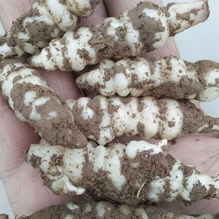 新鲜螺丝菜批发玉环甘露子地环宝塔菜地梨地葫鲜牛