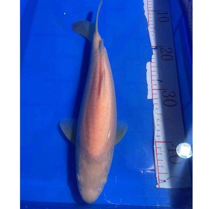 锦鲤鱼观赏鱼黄介子红白大正三色直播链接2