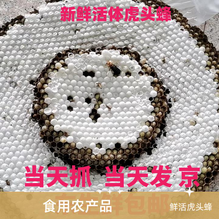 虎头蜂/只发浙江/带巢发货/虎头蜂/鲜活顺丰快递包邮蜂蛹鲜活带巢